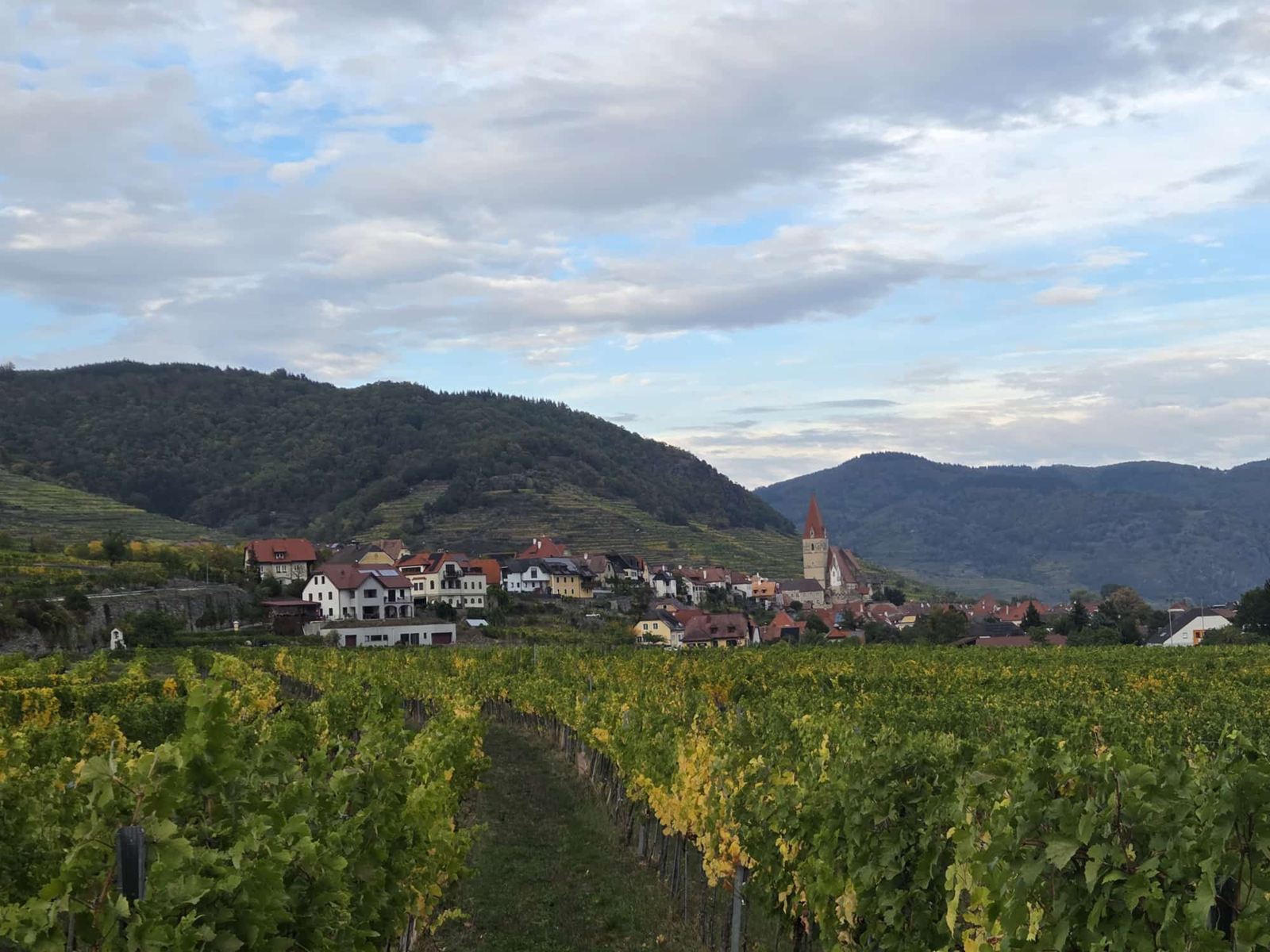 Rebzeilen im Herbst vor Weißenkirchen mit Pfarrkirche